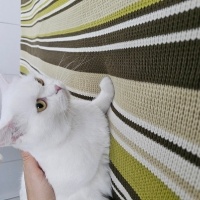 Brazilian Shorthair, Kedi  Boncuk fotoğrafı