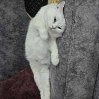 Brazilian Shorthair, Kedi  Boncuk fotoğrafı