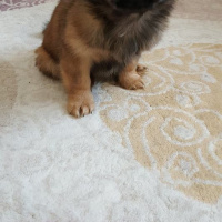 Pekingese, Köpek  poppy fotoğrafı