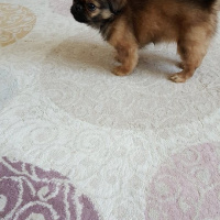 Pekingese, Köpek  poppy fotoğrafı