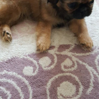 Pekingese, Köpek  poppy fotoğrafı