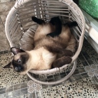 Siyam Kedisi, Kedi  Layla fotoğrafı