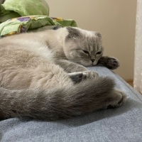 Scottish Fold, Kedi  Badem fotoğrafı