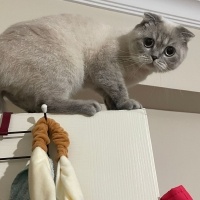 Scottish Fold, Kedi  Badem fotoğrafı
