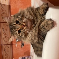 Tekir Kedi, Kedi  Goya fotoğrafı