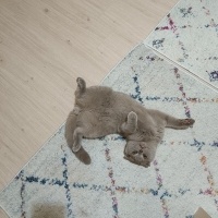Scottish Fold, Kedi  Bücür fotoğrafı