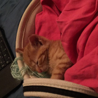 Tekir Kedi, Kedi  Tarçın fotoğrafı