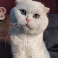 Scottish Fold, Kedi  Pamuk fotoğrafı