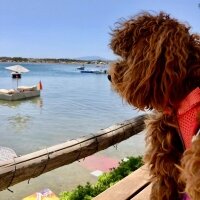 Poodle (Minyatür Kaniş), Köpek  ALEX fotoğrafı