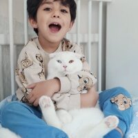 Scottish Fold, Kedi  Tommy fotoğrafı