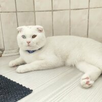 Scottish Fold, Kedi  Tommy fotoğrafı