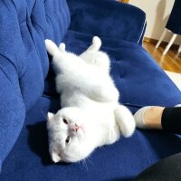 Scottish Fold, Kedi  Tommy fotoğrafı