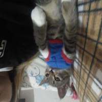 Tekir Kedi, Kedi  Paşa fotoğrafı