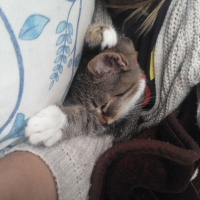 Tekir Kedi, Kedi  Paşa fotoğrafı