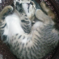 Tekir Kedi, Kedi  Paşa fotoğrafı