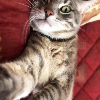Tekir Kedi, Kedi  TEXAS fotoğrafı