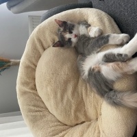 Tekir Kedi, Kedi  Fıstık fotoğrafı