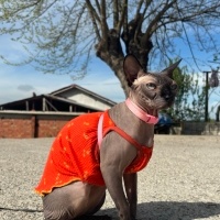 Sphynx, Kedi  Dobby fotoğrafı