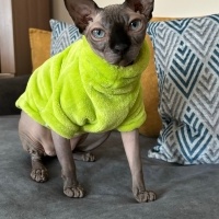 Sphynx, Kedi  Dobby fotoğrafı