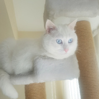 Van Kedisi, Kedi  Boncuk fotoğrafı