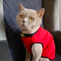 British Shorthair, Kedi  DUMAN fotoğrafı