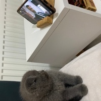 Scottish Fold, Kedi  Şans fotoğrafı