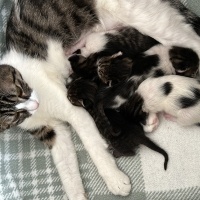 Tekir Kedi, Kedi  Şila fotoğrafı