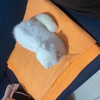 British Shorthair, Kedi  Turşu fotoğrafı