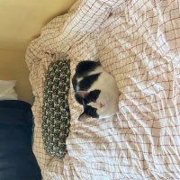 Tekir Kedi, Kedi  Oreo fotoğrafı