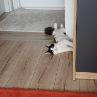 Tekir Kedi, Kedi  Oreo fotoğrafı