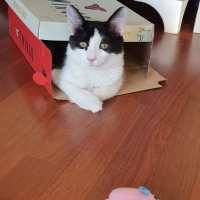 Tekir Kedi, Kedi  Oreo fotoğrafı