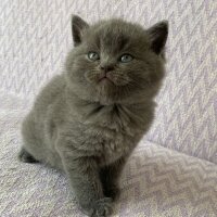 British Shorthair, Kedi  İsimsiz fotoğrafı