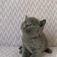 British Shorthair, Kedi  İsimsiz fotoğrafı