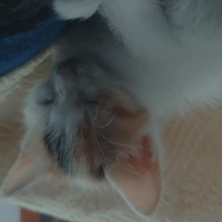 Tekir Kedi, Kedi  Melodi fotoğrafı