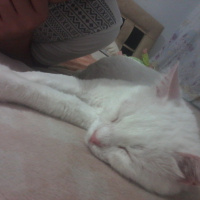 Ankara Kedisi, Kedi  NOVA fotoğrafı