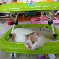 Tekir Kedi, Kedi  Yomi fotoğrafı