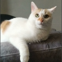 Tekir Kedi, Kedi  Yomi fotoğrafı