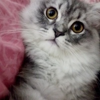 British Longhair, Kedi  Prenses fotoğrafı