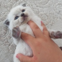 Scottish Fold, Kedi  Bihter fotoğrafı