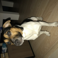 Jack Russell Terrier, Köpek  Çiko fotoğrafı