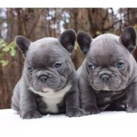 Fransız Bulldog, Köpek  Pupy fotoğrafı