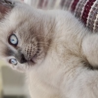 British Shorthair, Kedi  Bulut fotoğrafı