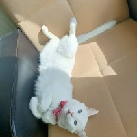 Van Kedisi, Kedi  Mia fotoğrafı