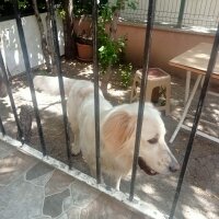 Golden Retriever, Köpek  Cesur fotoğrafı