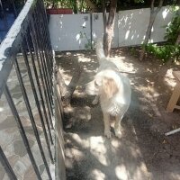 Golden Retriever, Köpek  Cesur fotoğrafı