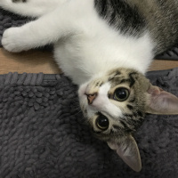 Tekir Kedi, Kedi  Kitty  fotoğrafı