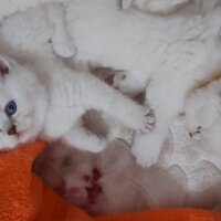 Scottish Fold, Kedi  Scottish fotoğrafı