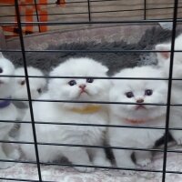 Scottish Fold, Kedi  Scottish fotoğrafı