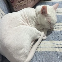 Ankara Kedisi, Kedi  Müezza fotoğrafı