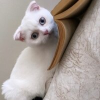 Scottish Fold, Kedi  Minnoş fotoğrafı